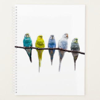 Agenda Budgies