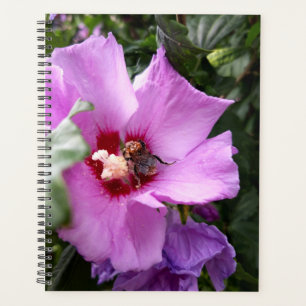 Agenda Bumblebee en la flor de Hibiscus
