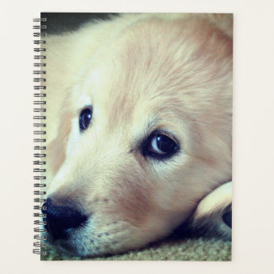 Agenda Cachorrito