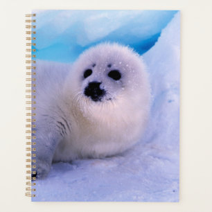 Agenda Cachorro de foca arpista pequeño cubierto de copos