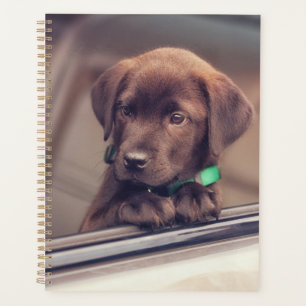 Agenda Cachorro De Labrador De Chocolate En Coche