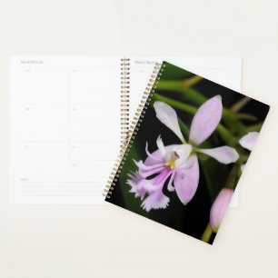 Agenda Caligario de Epidendrum