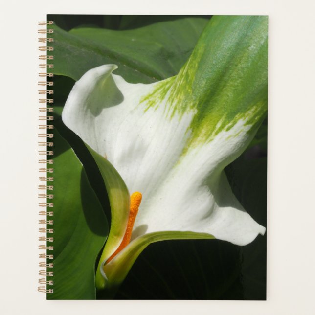 Agenda Calla Lily, Zantedeschia (Anverso)