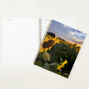 Agenda Campo de girasoles florecientes