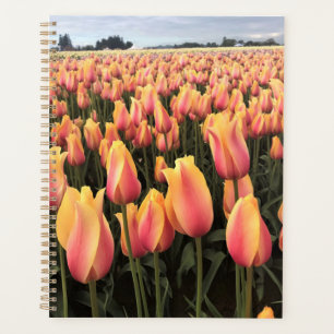 Agenda Campo de tulipanes amarillos y rosados, Oregón