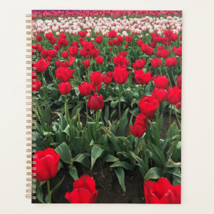 Agenda Campo Tulipán Rojo, Oregón