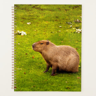 Agenda Carpincho