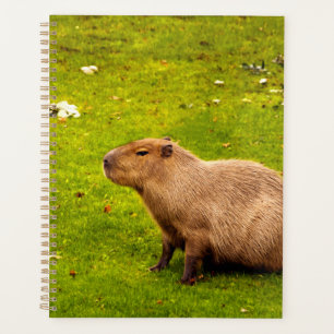 Agenda Carpincho