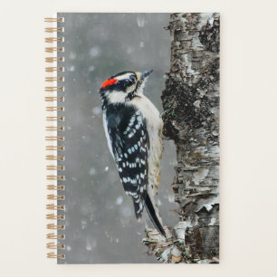 Agenda Carpintero lechoso en nieve - Fotografía original