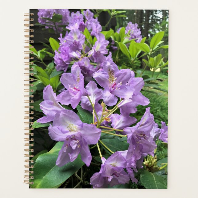 Agenda Catawbiense Boursault Rhododendrons, Oregon (Anverso)