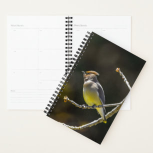 Agenda Cedar Waxwing Songbird Foto original de ave silves