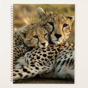 Agenda Cheetah Cub contrabandeando a su mamá