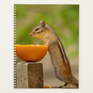 Agenda Chipmunk en los Adirondacks en 2024