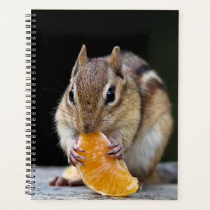 Agenda Chipmunk en los Adirondacks en 2024