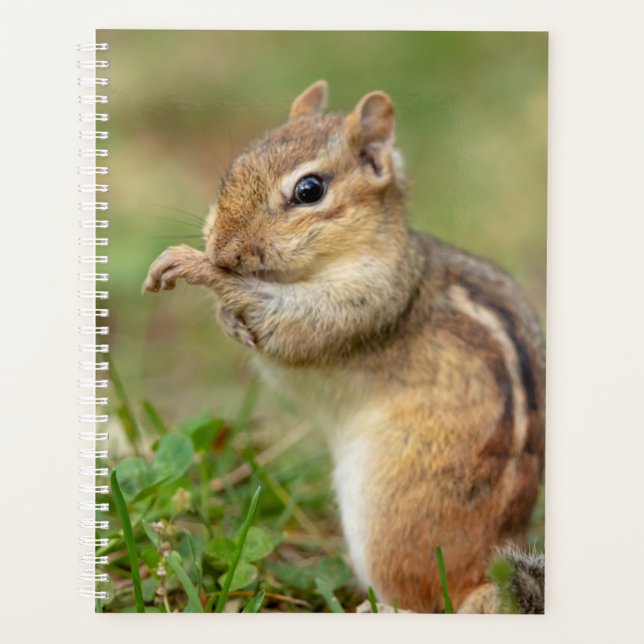 Agenda Chipmunk en los Adirondacks en 2024 (Anverso)