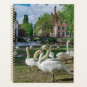 Agenda Cisnes blancos en Brujas