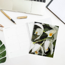 Coelogyne Mooreana Orquid Blooms Floral