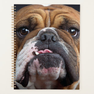 Agenda Cojín decorativo de Bulldog inglés
