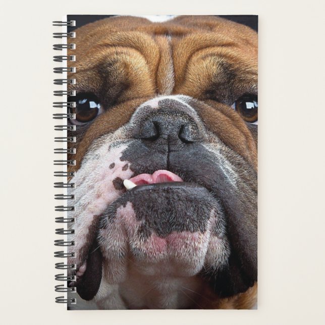 Agenda Cojín decorativo de Bulldog inglés (Anverso)