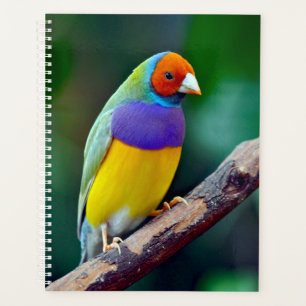 Agenda Colorida aleta