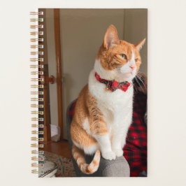 Agenda Cozy Orange Tabby Cat Planner Small