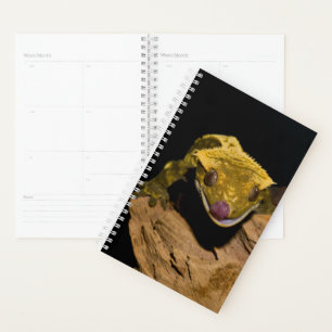 Agenda Crested Gecko