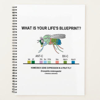 Agenda ¿Cuál es el plan de tu vida? Biología de Drosophil