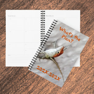 Agenda ¿Cuál es el plan pelirrojo Anole Lizard Fun?