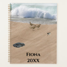 Cuatro pájaros en una playa