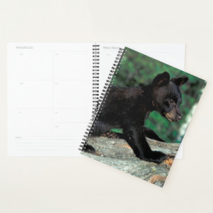 Agenda Cubo de oso negro