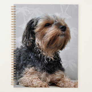 Agenda Cute Yorkie Yorkshire Terrier Sunbathing