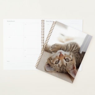 Agenda Cutest Baby Animals   Shorthair Tabby Kitten
