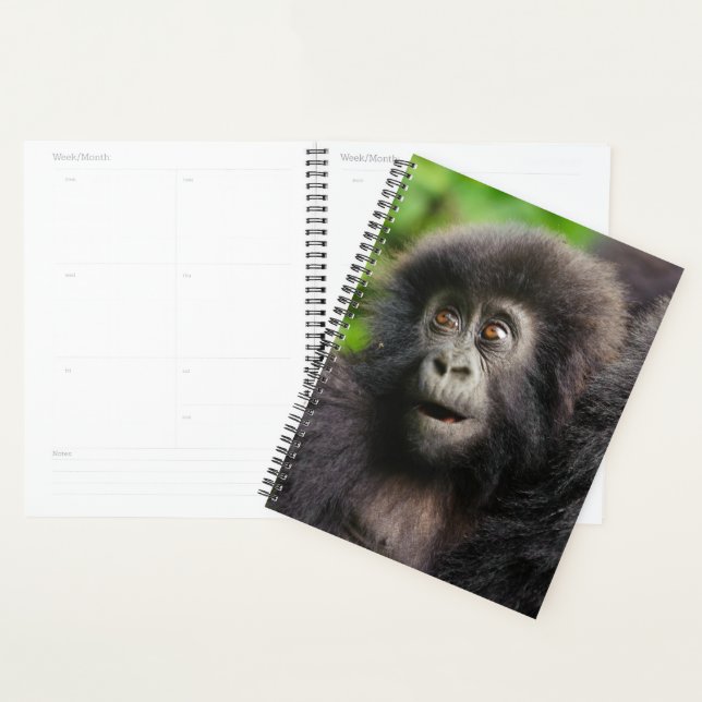 Agenda Cutest Baby Animals | Young Mountain Gorilla (Demostración)