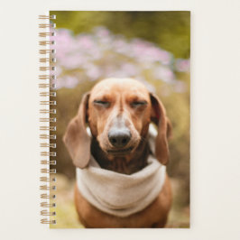 Agenda Dachshund lindo