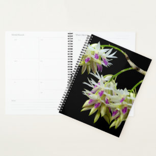 Agenda Dendrobium Ametistoglossum
