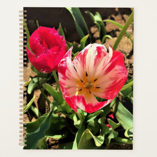 Agenda Dentro de un tulipán rosa y blanco (Anverso)