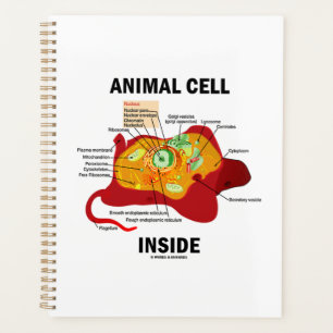 Agenda Diagrama de células animales dentro de Eukaryote