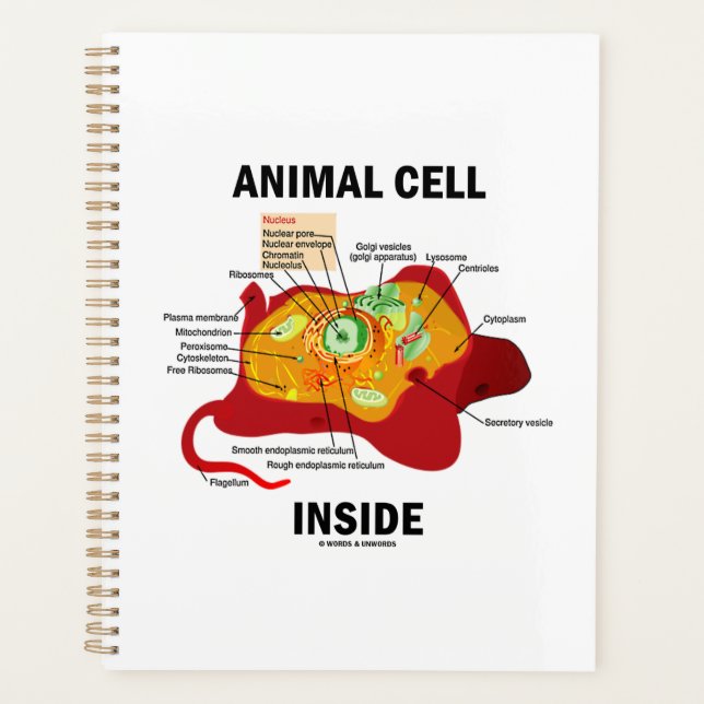 Agenda Diagrama de células animales dentro de Eukaryote (Anverso)
