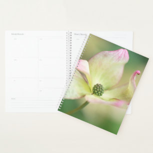 Agenda Dogwood Blossom Cornus Kousa 'Miss Satomi'