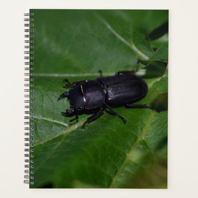 Agenda Dorcus parallelipipedus , el escarabajo de menor t (Anverso)