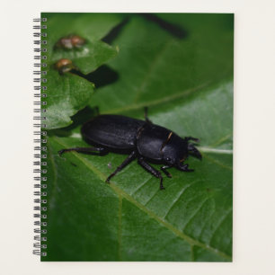 Agenda Dorcus parallelipipedus , el escarabajo de menor t