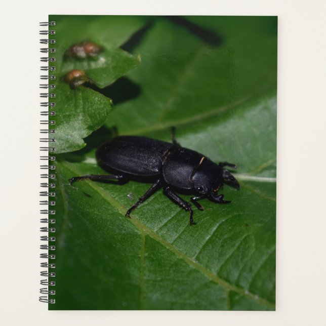 Agenda Dorcus parallelipipedus , el escarabajo de menor t (Anverso)