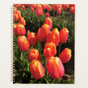 Agenda Dordogne Tulips, Oregón