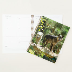 Agenda Dos lobos grises en el bosque