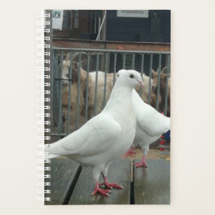 Agenda Dos palomas de paz blancas.
