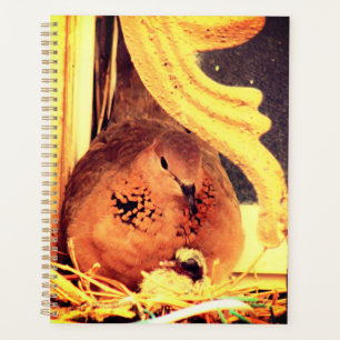 Agenda Doting Mama Dove