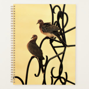 Agenda Doves de la mañana
