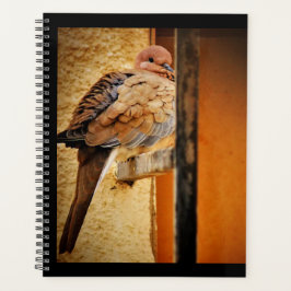 Agenda Dozing Dove