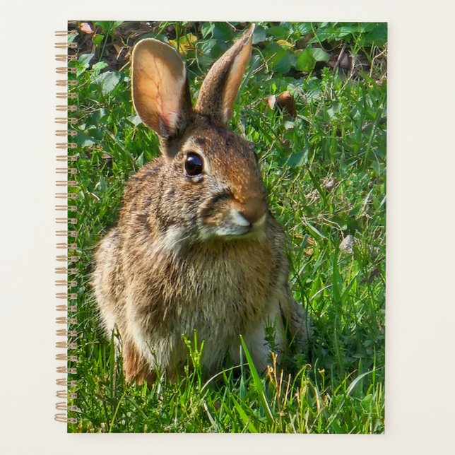 Agenda Eastern cottontail rabbit (Anverso)