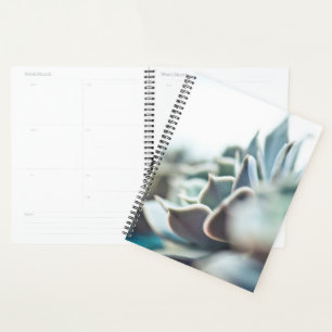 Agenda Echeveria suculenta